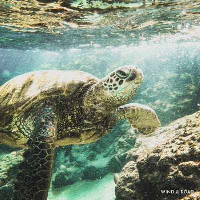 Turtle Time