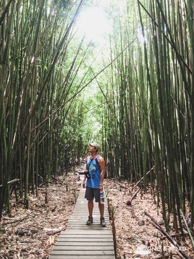 Bamboo Forest
