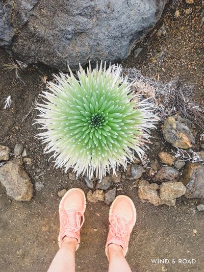 silversword
